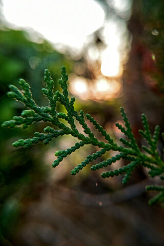Nature's Tiny Wonders: A Close-Up Journey 🌿✨