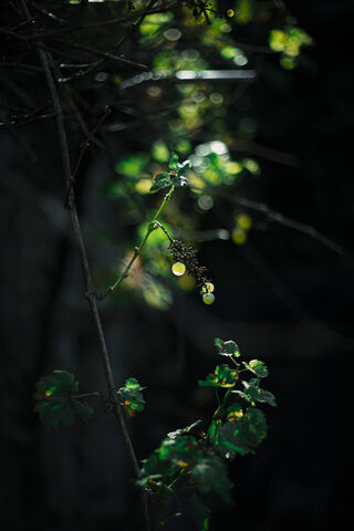 Enchanted Vines of Mystic Grape 🍇✨