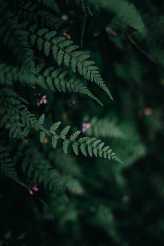 Moody Fern