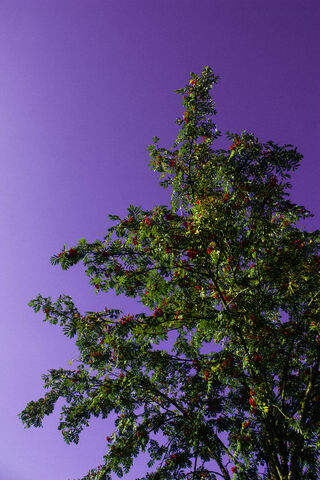 Mountain Ash: Nature's Colorful Canopy 🌳✨