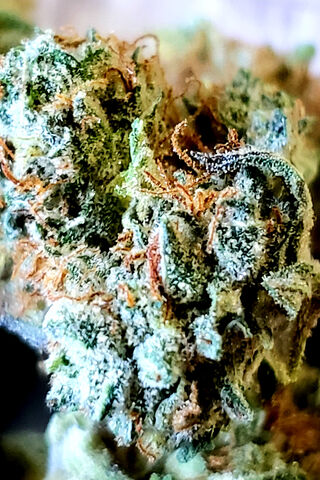 Nature's Green Wonder: Exploring Marijuana 🌿✨