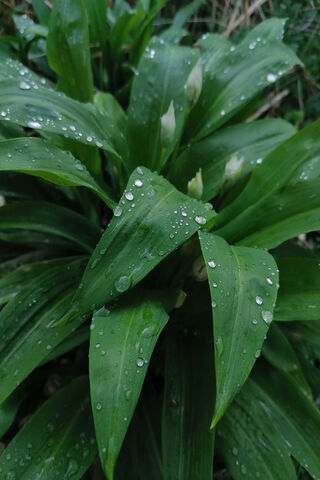 Morning Dew on Nature's Canvas 🌿✨