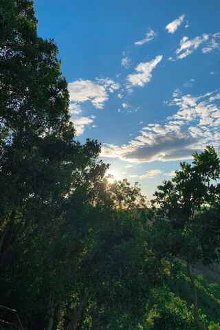 Sunlit Serenity: A Glimpse into Nature's Embrace 🌳☀️