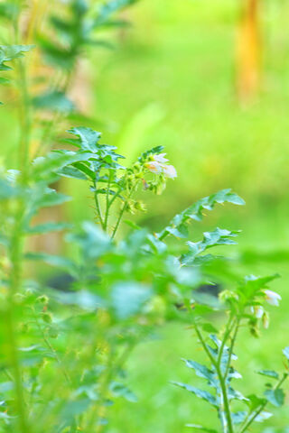 Whispers of Nature: A Blooming Beauty 🌼