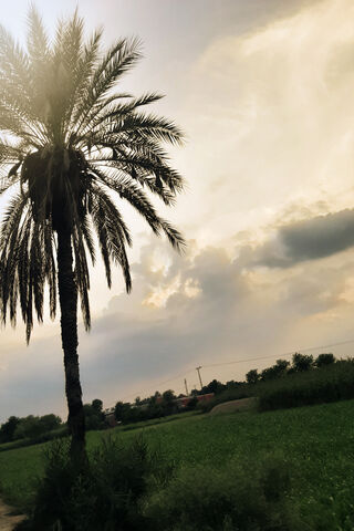 Golden Hour Bliss 🌅