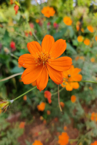 Vibrant Blooms of Nature 🌼