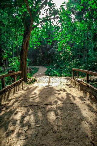 Whispers of the Forest 🌳✨