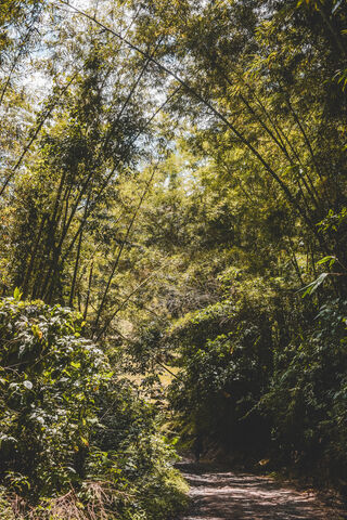 Enchanted Pathways of the Natural Forest 🌿✨