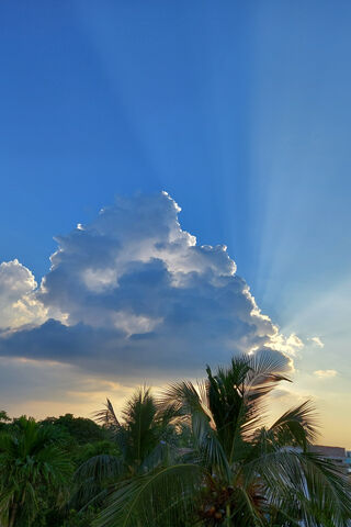 Sunlit Serenity: Embracing Nature's Glow ☀️🌿