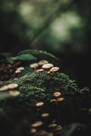 Whispers of the Forest 🍃🍄