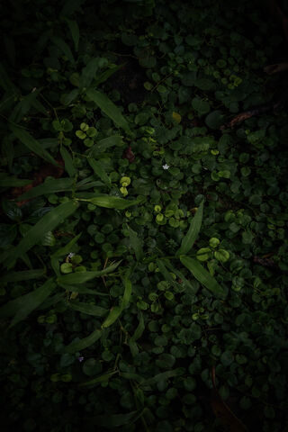 Whispers of the Green: A Hidden Oasis 🌿✨