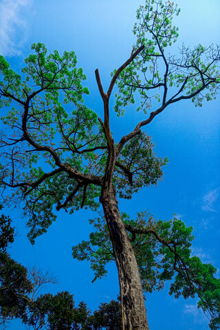 Reaching for the Sky: Nature's Majesty 🌳☀️