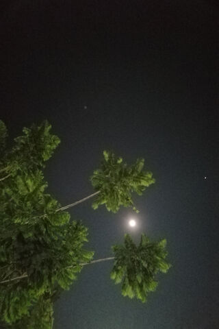 Noche: A Serene Night Under the Moonlight 🌙🌴