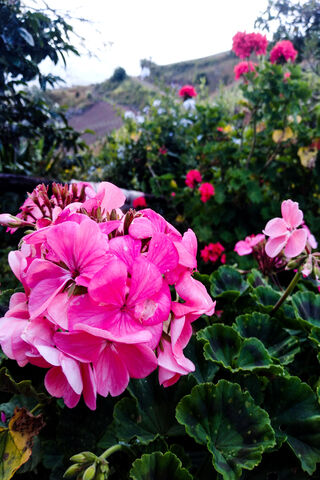 Blooming Beauty: Nature's Palette 🌸🌿