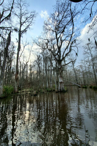 Mystical Waters of the New Orleans Swamp 🌿✨