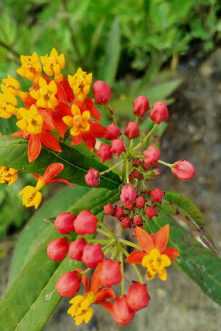 Vibrant Beauty of the Nepali Flower 🌼🇳🇵
