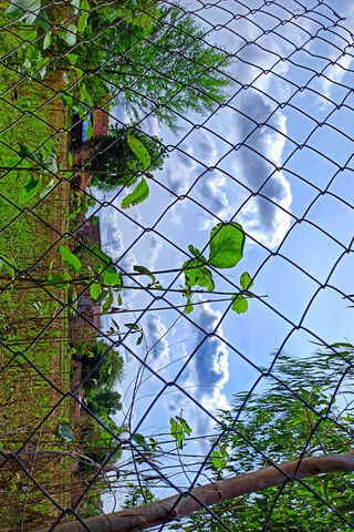 Serenity Beyond the Fence 🌿🌤️