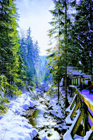 Winter Wonderland in the Forest ❄️🌲