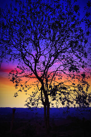 Twilight Serenity: Nature's Embrace 🌅🌳