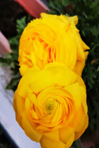 Own Garden 3