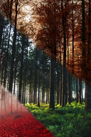 Orman: A Journey Through Nature's Seasons 🍂🌲