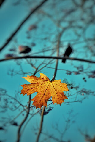 Autumn's Golden Embrace 🍂✨