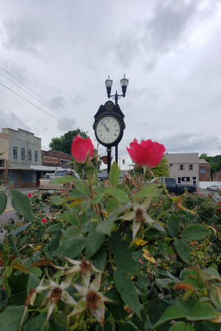 Timeless Blooms: The Old Flower Clock 🌹🕰️