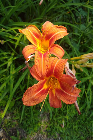 Sunset Blooms: The Vibrant Orange Flower 🌼🌞