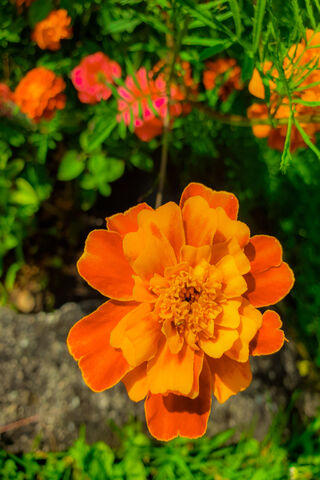 Sun-Kissed Beauty: The Vibrant Orange Flower 🌼✨