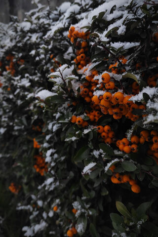 Winter's Bright Delight: The Orange Berry