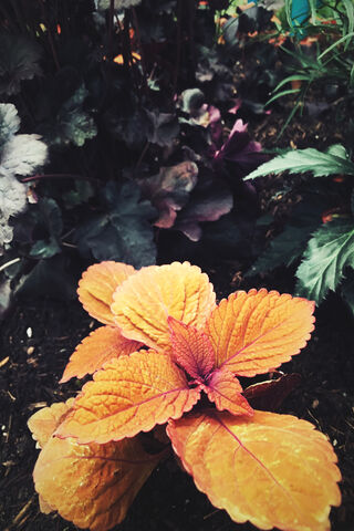 Fiery Flora in the Depths