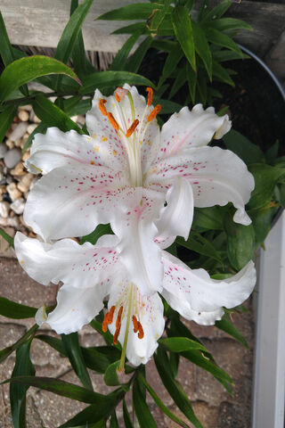 Orchid
