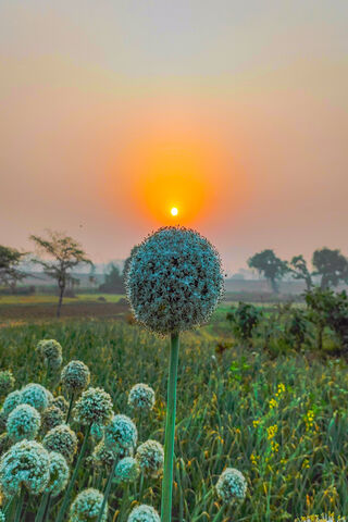 Sunrise Serenity: The Onion Blossom