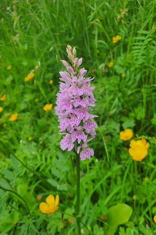 Blooming Beauty: The Orchid's Charm 🌸✨