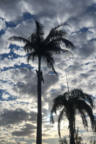 Skyward Serenity: The Dance of Palms 🌴☁️