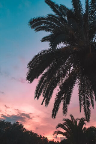 Palm Tree Sunset Wallpaper - Download to your mobile from PHONEKY