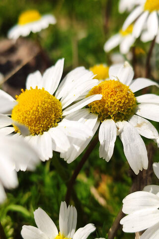 Papatya: Nature's Cheerful Embrace 🌼