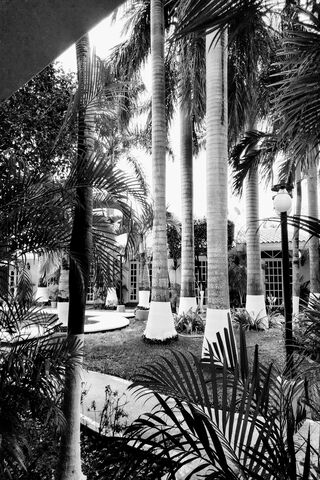 Whispers of the Palm Grove 🌴✨