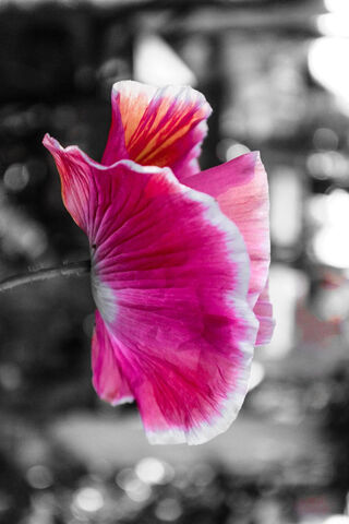 Blossoming Beauty: The Pink Poppy's Charm 🌸✨
