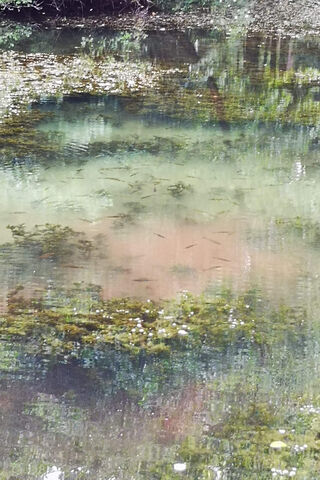 Pond