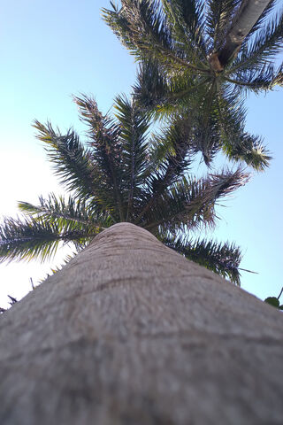 Palm Tree