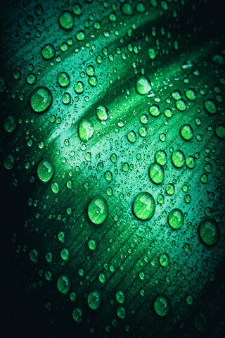 Nature's Gem: Raindrops on Leaves 🌧️💚