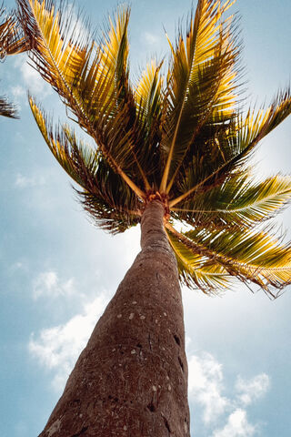 Tropical Serenity: A Palm's Embrace 🌴☀️