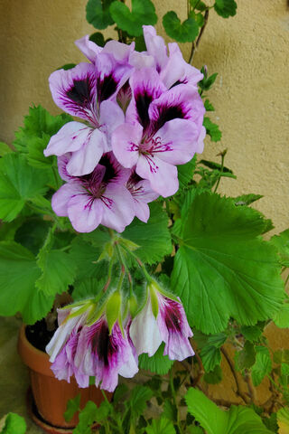 Pelargonium: Nature's Colorful Charm 🌸✨