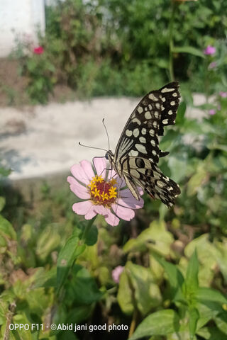 Butterfly Bliss on a Pink Petal 🌸🦋