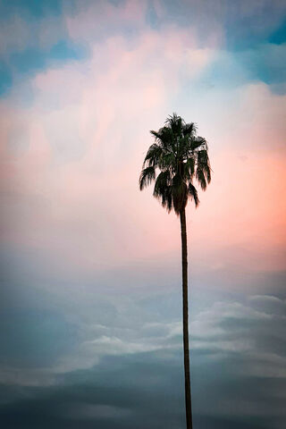 Palmera Dreams: A Touch of Paradise 🌴✨