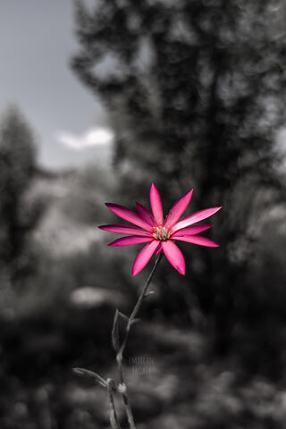 Blossom of Radiance: The Purple Flower 🌸✨