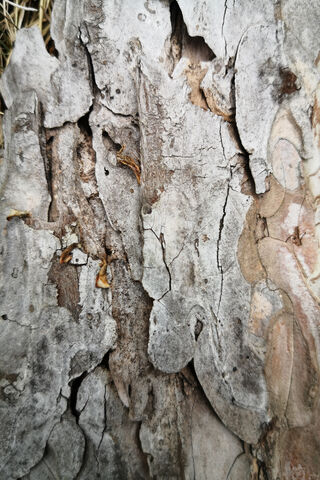 Nature's Textured Canvas: The Pine Bark