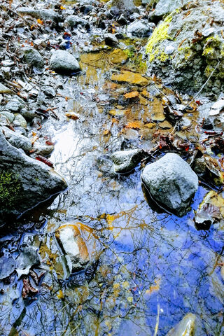Whispers of the Potok: Nature's Tranquil Stream 🌊🍂