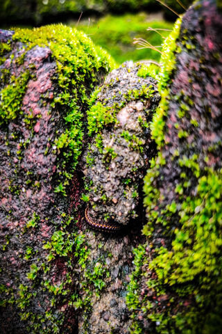 Nature's Cozy Embrace 🌿✨